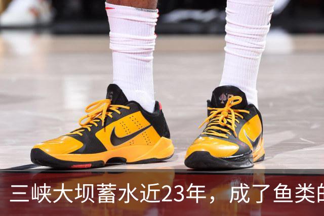 三峡大坝蓄水近23年，成了鱼类的天堂，如今库区最大鱼有多大？